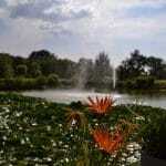 Tambre Golf Lago nenufares